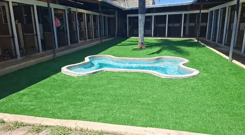 Patio con pasto y alberca en forma de hueso en el área verde de Planeta Canino