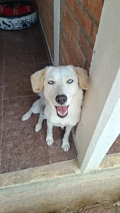 Bella, perra en adopción con ojos azules