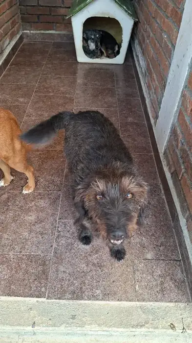China, perra en adopción