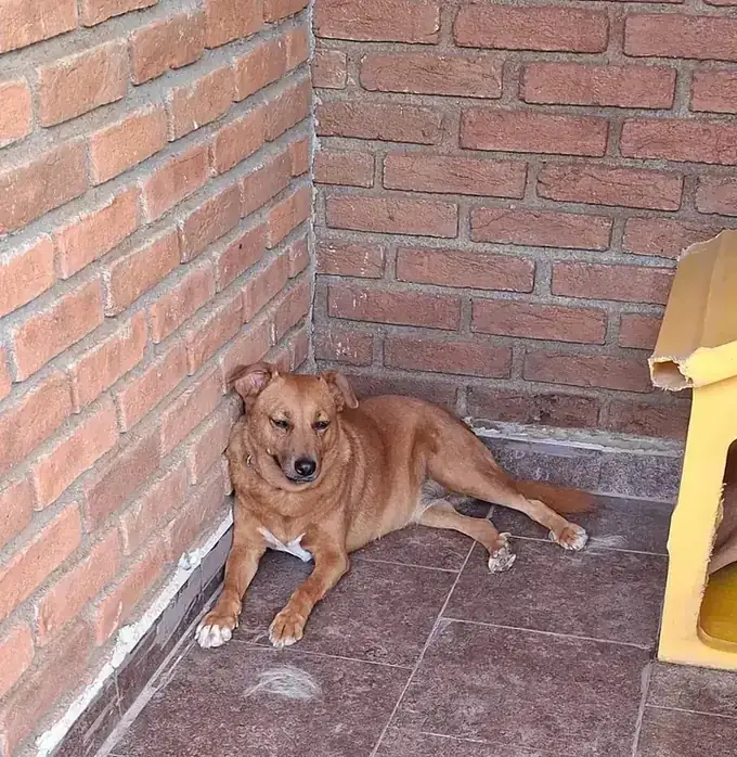 Foxi, perro en adopción