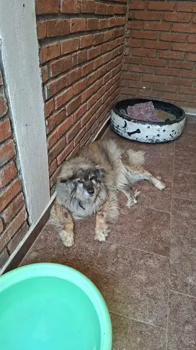 Jeeny, perro en adopción
