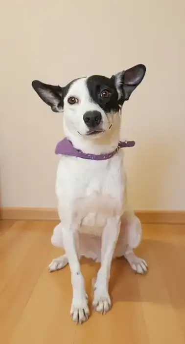 Vaquita, perro en adopción
