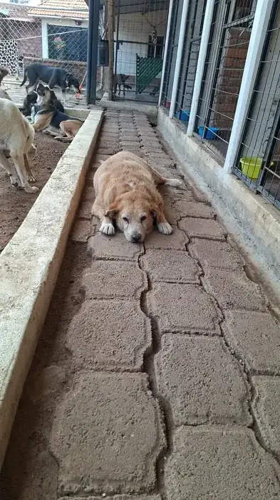 Yuri, perro en adopción